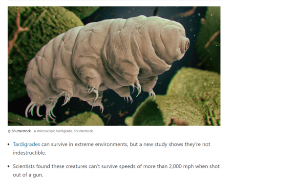 tardigrades and guns