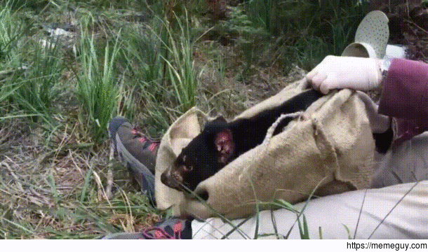 Tasmanian devil re-trapped immediately after being released into the wild
