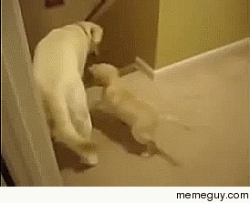 Teaching the young pup to go down stairs