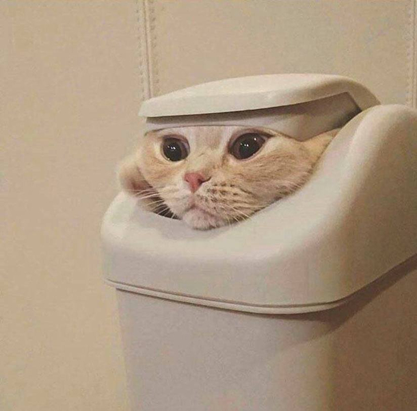 Tell Cersei I want her to know it was me