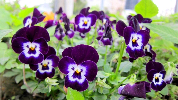 Tell me why these pansies look like little men with mustaches