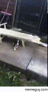 Ten week old puppy running around