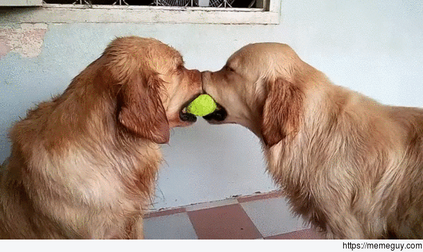 Tennis Balls or Donuts It doesnt matter reactions would be the same