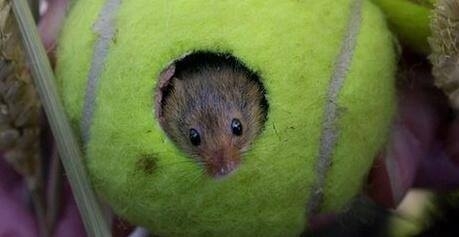 Tennis balls used at Wimbledon are donated to provide homes for endangered Eurasian harvest mice