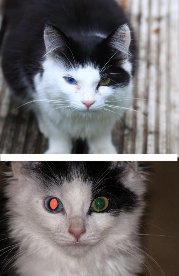 Terminator cat