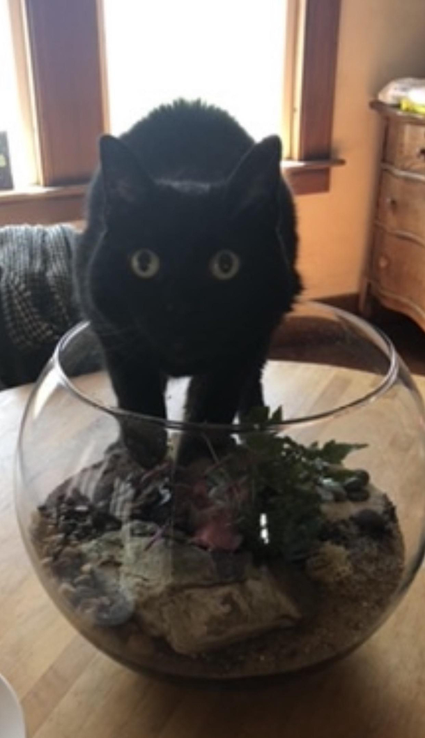 Terrariums the new cardboard box for cats