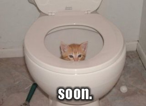 terrifying toilet cat