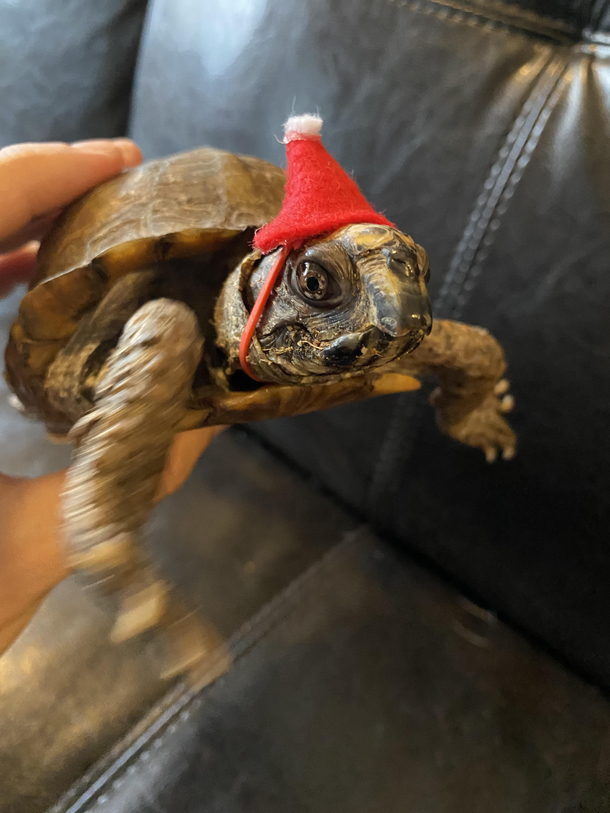 Terry Christmas