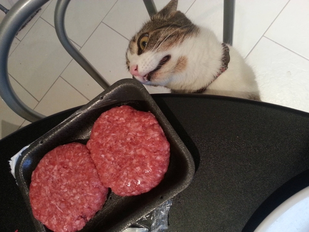 Testing my cats will
