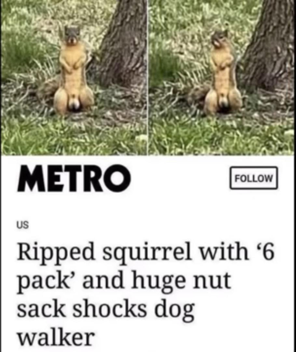 Testosterone Squirrel