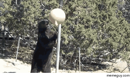 Tetherball Bear