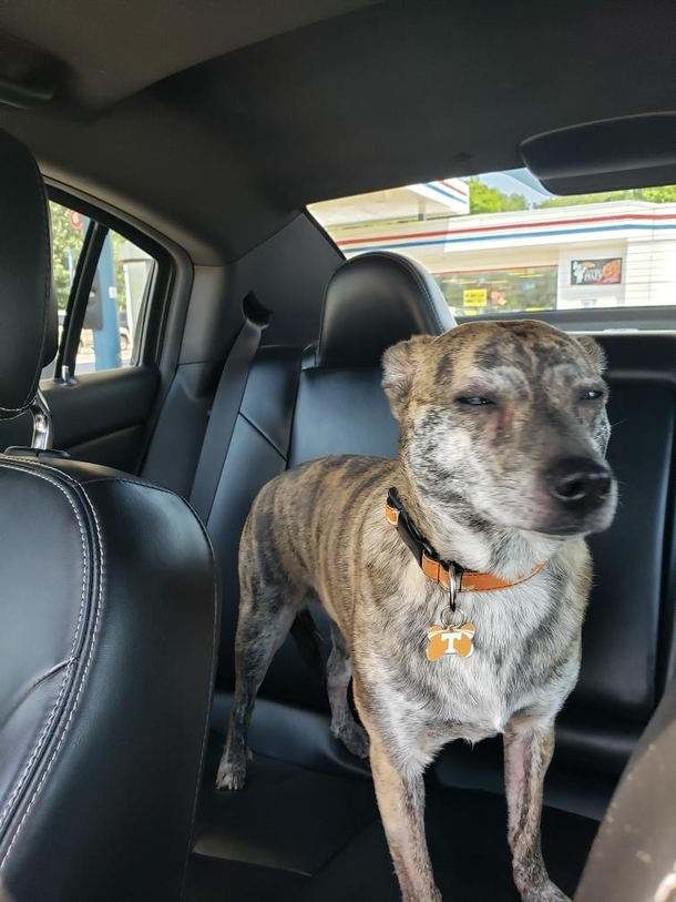 Tfw they tell you youre going to the dog park but you show up at the vet