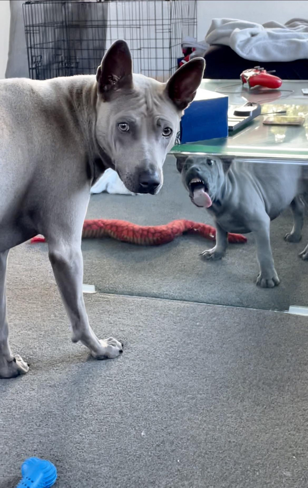 Thai Ridgeback dogssiblings