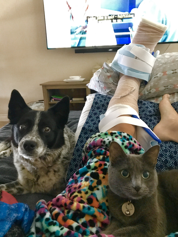 Thank goodness I have Dr Dog and Dr Cat here to nurse me back to health