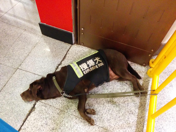 Thankfully this dog did not explode Shanghai