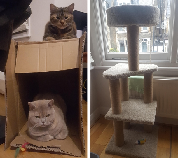 Thanks For Box Human Oh And The Cat Tree It Came With Is Nice Too Meme Guy