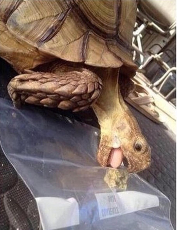 That aint lettuce Tortoise