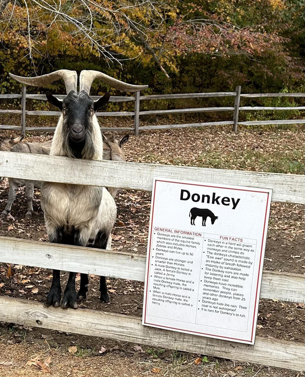 that aint no dokey