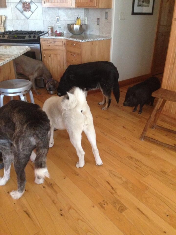 That awkward moment when you eat too fast and feel like a pig
