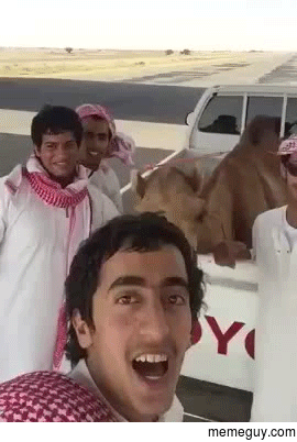 That camel D