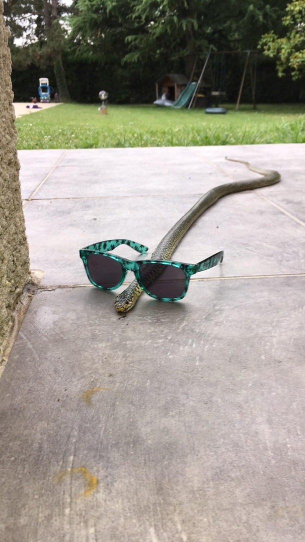 That cool snake