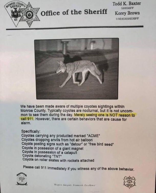 That coyote is at it again