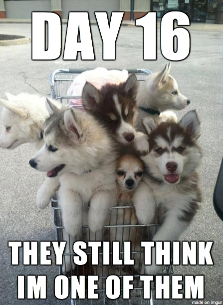 That dog in the middle