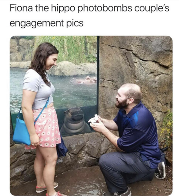 That goddamn hippo