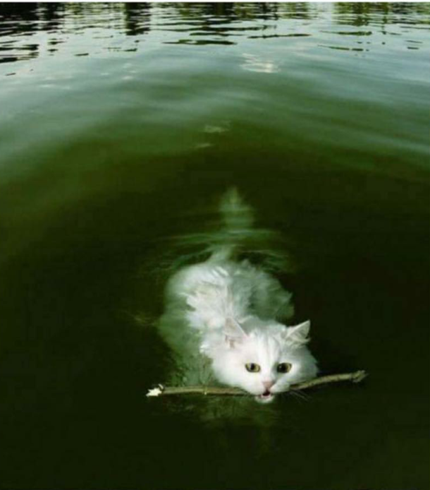 That happens when you spend all your kittenhood with dogs