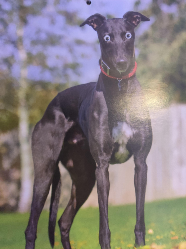 That is a buff long dog