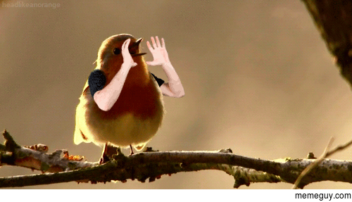 That one asshole bird at am every morning
