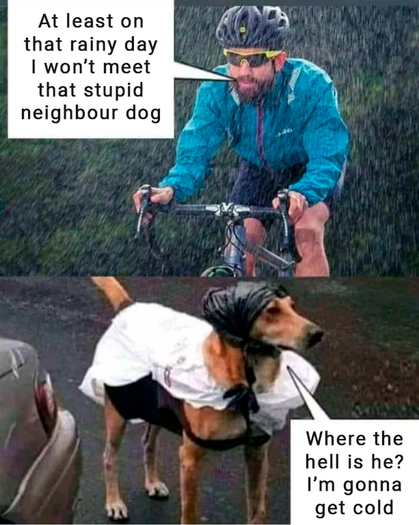 That one neighbour dog