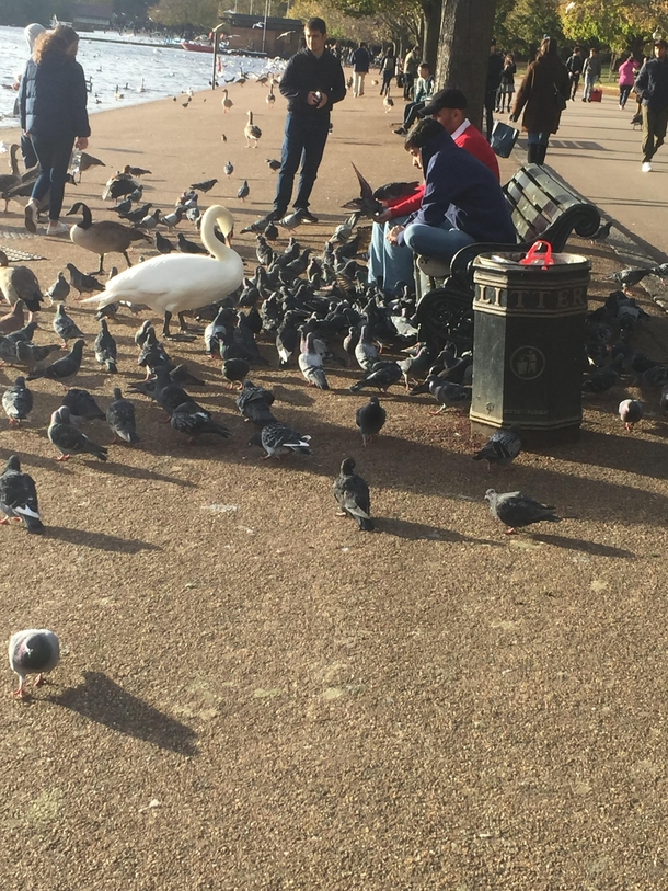 That one swan that tries to fit in