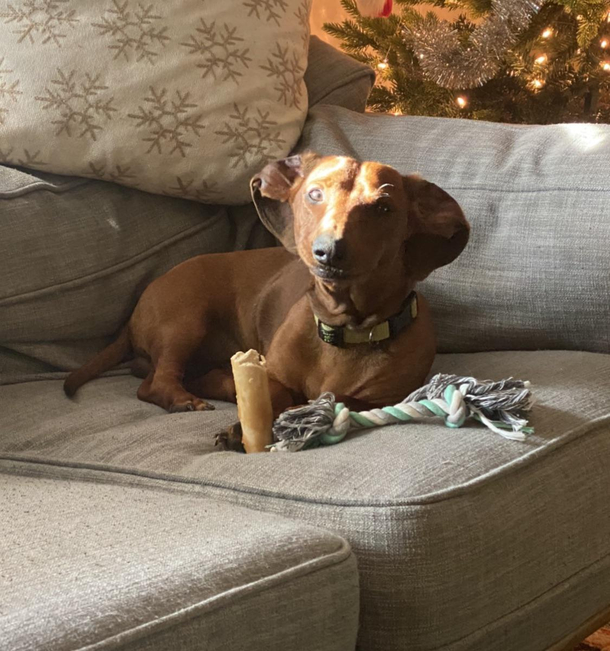 That one time my dog looked like an Argonian from The Elder Scrolls games