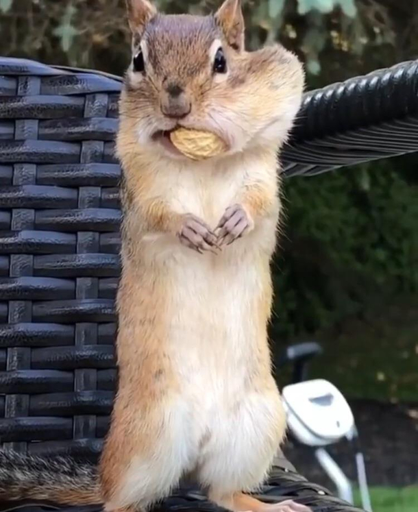 That peanut is mine all mine