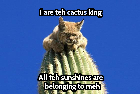 That sounds spiny kitty