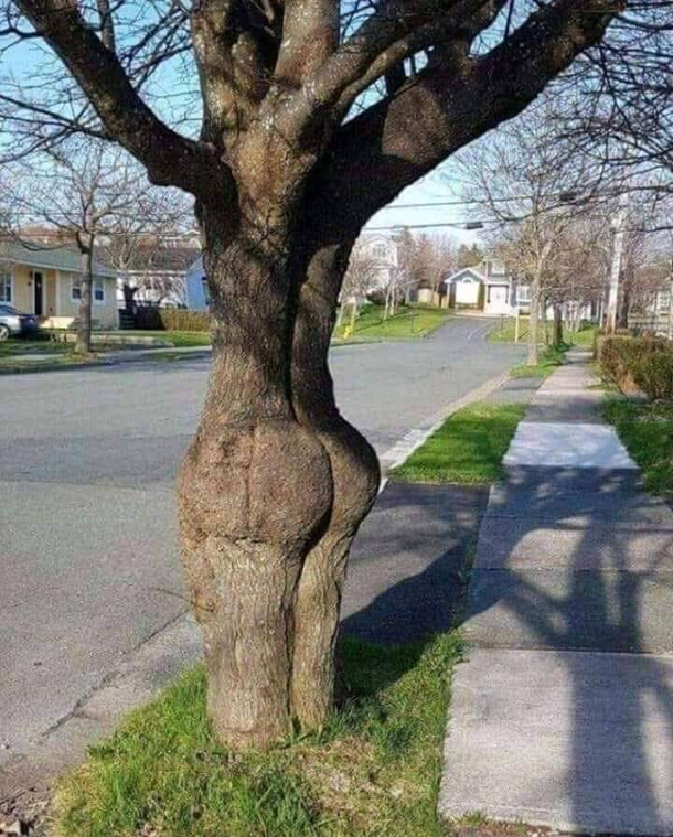 That tree gets a smack every time I walk by