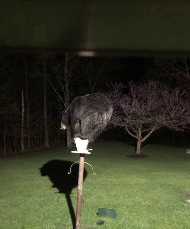 Thats A Cool Bird