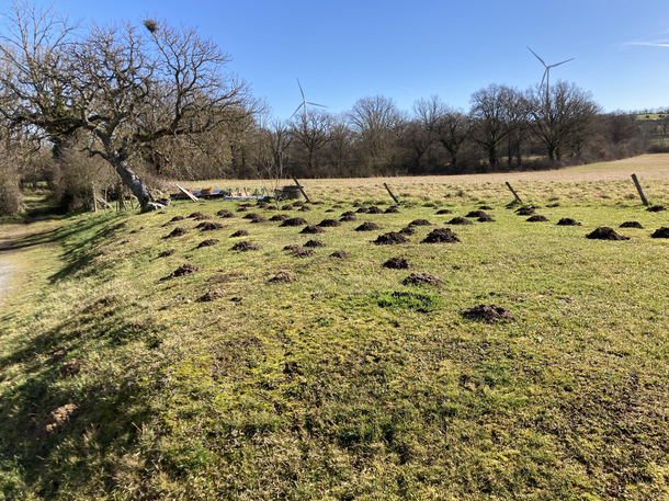 Thats a nice lawn you got here it would be a shame if some mole were to