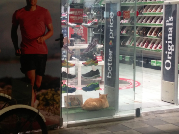 Thats a nice pair of shoes right there