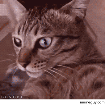 Thats good catnip