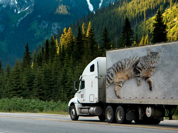 Thats my cat Kevin on that truck 
