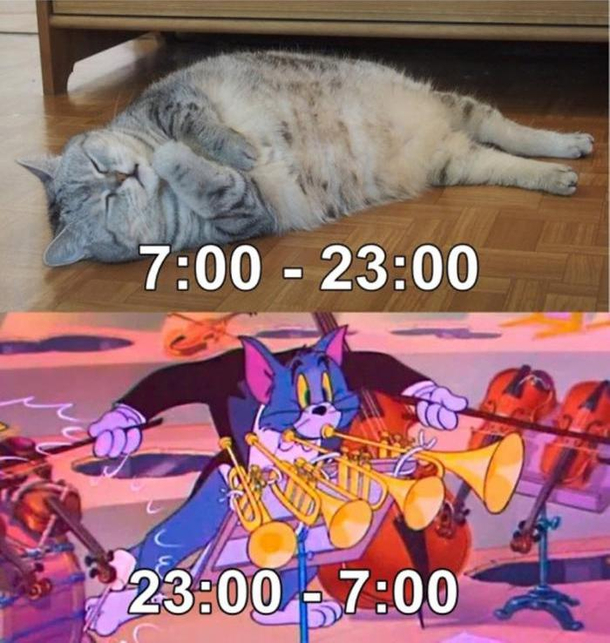 Thats my cat schedule
