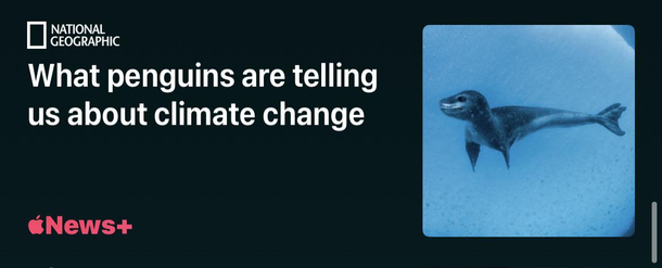 Thats one fed up penguin