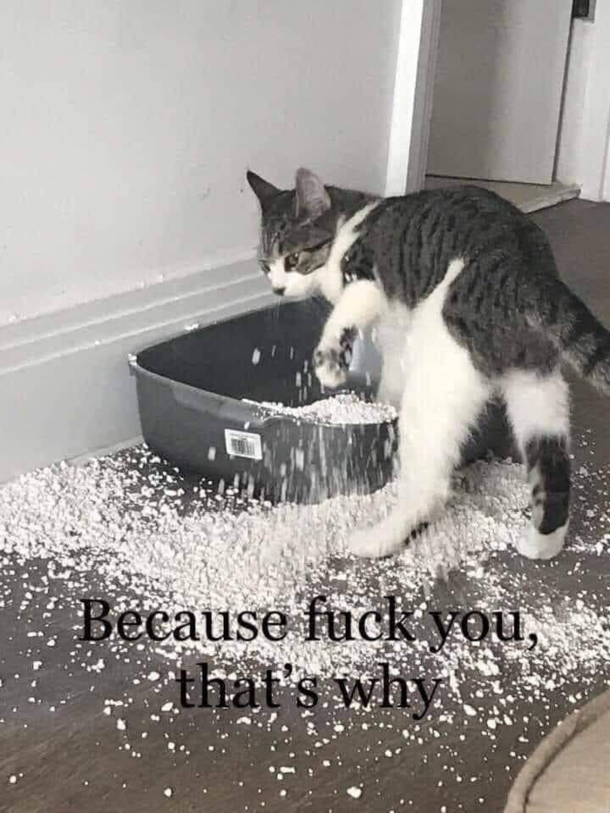 Thats the reason 