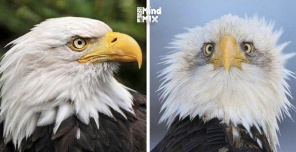 Thats why they take only side photos of Eagles