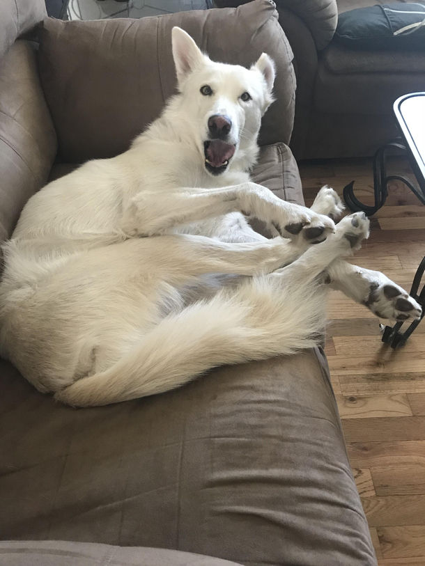 The a face of a dog caught sleeping on the couch Classic