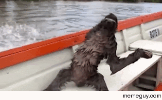 The adorable moment a sloth drops from a tree into a speed boat to enjoy the fastest ride of its life