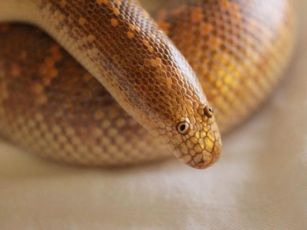The Adorkable Arabian Sand Boa A Bad Photoshop Experiment Come to Life