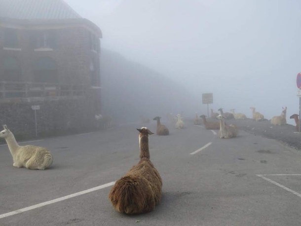 The Alpacalypse